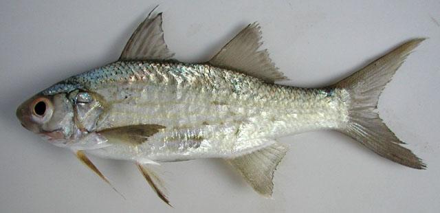 Barbudo enero africano