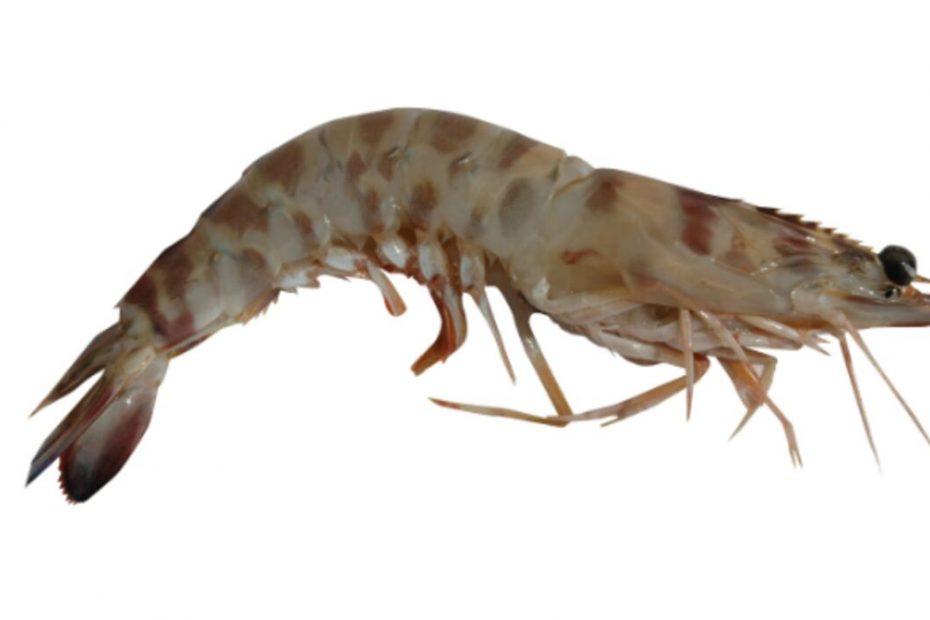 Camarón langostino español
