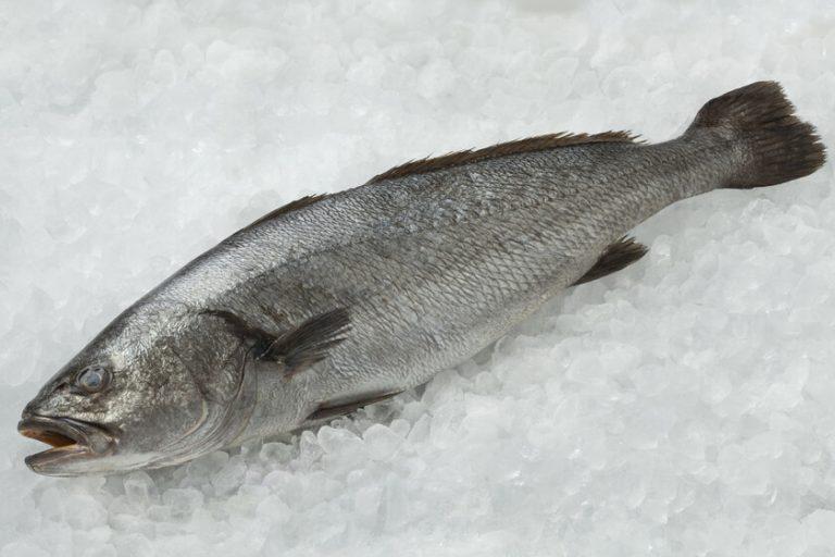 Corvina casava