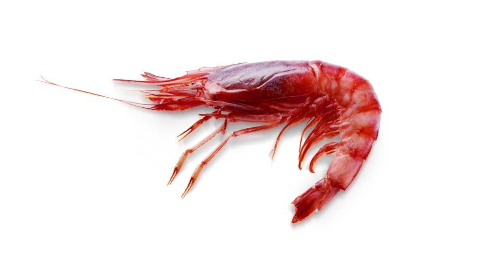 Gamba roja de profundidad