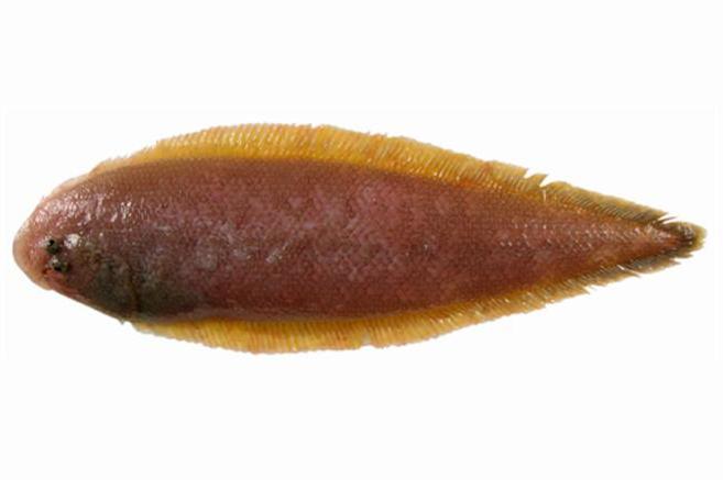 Lenguado de Canarias