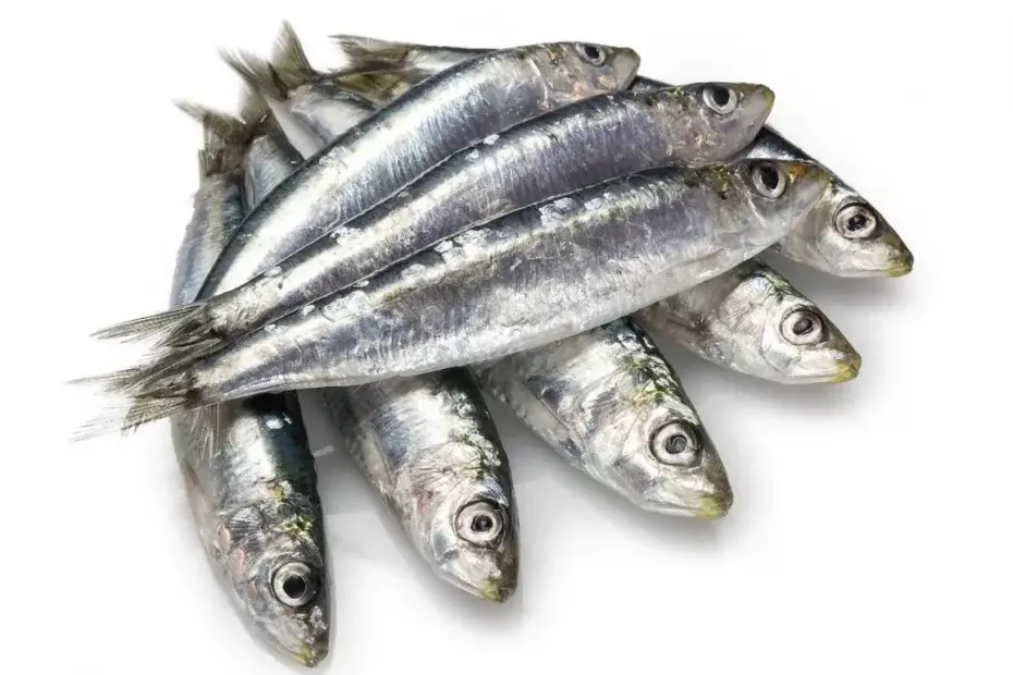 Sardinas